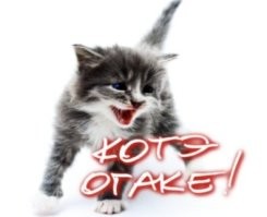 Кот хорошо проводит время с хозяевами