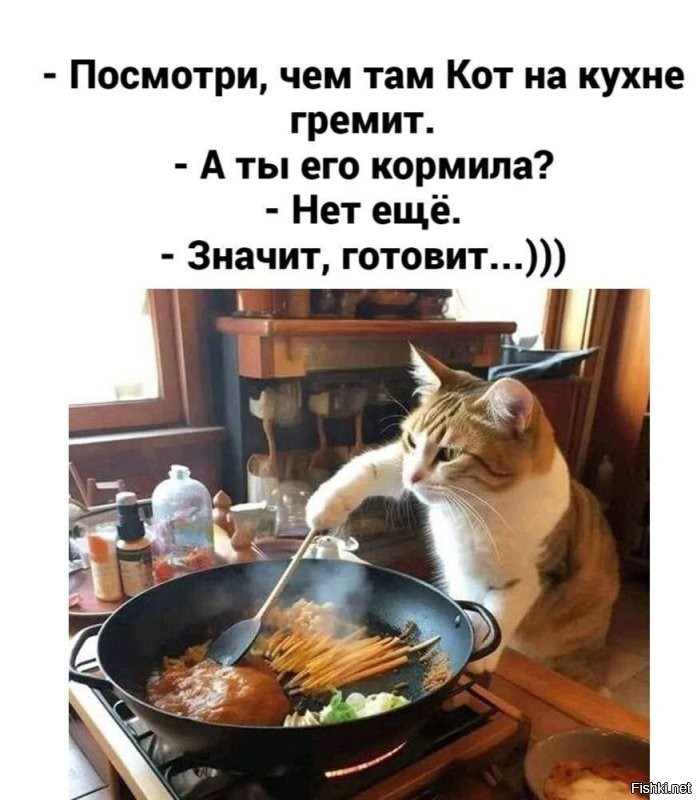 Вот был бы у меня такой кот …