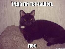 Кошка вмешалась в собачьи разборки