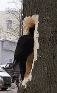 Чё, он лодку делает?