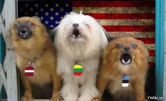 Маленький комок ярости