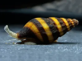 а ещё хелена это красивая пресноводная аквариумная улитка, которая поедает других улиток.
физ, меланий, катушек.
неретин и ампулярий съесть не может.