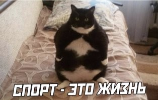 Кошка освоила беговую дорожку хозяйки