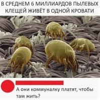 Кто такой пылевой клещ и как с ним бороться