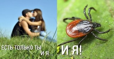 Кто такой пылевой клещ и как с ним бороться