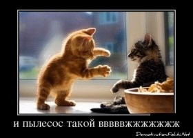 Как домашние питомцы реагируют на разную бытовую технику