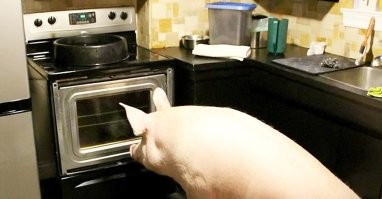 Как домашние питомцы реагируют на разную бытовую технику