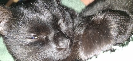 цапнуть, или не цапнуть?