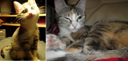 брошенка. очень умное котэ!