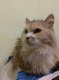 первая фотка на улице воду пьёт зимой, вторая дома. забрал. думал, что кот, ибо таких размеров кошек не видел. под фост глянул - надо брать. у меня кошки, котов нежелательно