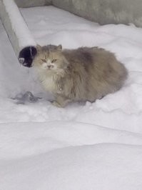 первая фотка на улице воду пьёт зимой, вторая дома. забрал. думал, что кот, ибо таких размеров кошек не видел. под фост глянул - надо брать. у меня кошки, котов нежелательно