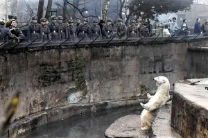 Задроченным духам явно не до медведицы, а дедам, что слева - уже несолидно обращать внимание))