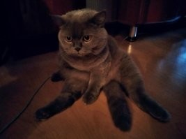 котя