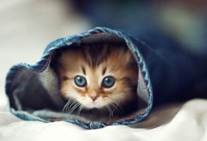 25 застенчивых симпатяг, которые своей скромностью растопят любое сердце