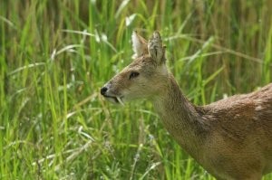 Ну олень. Ну китайский. Ну водяной. Ну с клыками. А кабарга? Как будто мы оленей зубастых никогда не видели!