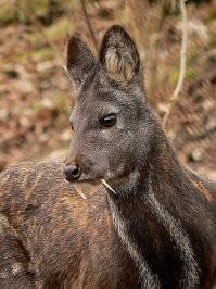 Ну олень. Ну китайский. Ну водяной. Ну с клыками. А кабарга? Как будто мы оленей зубастых никогда не видели!