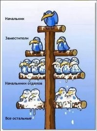 Иерархия куриц: интересные разборки внутри курятника