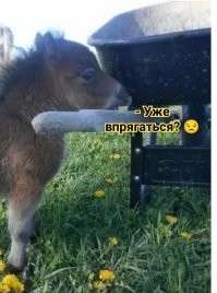 Намешалось