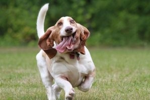 Может там приз за самый медленный забег.))) Но вообще то бассеты - гончие,  охотничьи собаки, могут бежать быстро и преодолевать невысокие препятствия вполне свободно. Если конечно это не угробленный выставочный вид.