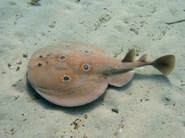Вы путаете электрических скатов (на видео обыкновенный электрический скат Torpedo torpedo) со скатами хвостоколами. Просто сравните длину и строение хвоста. Так что чувак на видео ударен именно током. В "Речных монстрах" речь шла о хвостоколах.
