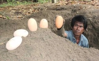Индонезийский закладчик