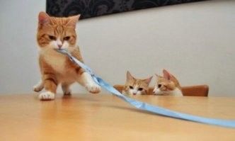 20 котеек, которые решили поиграть с бантиком и очаровали всех грацией