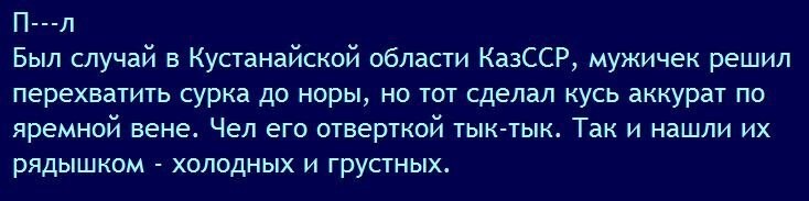 Кунг-Фу Хомяк напал на человека
