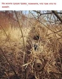 "Без обид, брошу в огонь!": глава села в Рязанской области пообещал сжигать поджигателей травы
