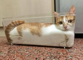 Коты это жидкость, и могут принимать форму сосуда, в котором находятся.