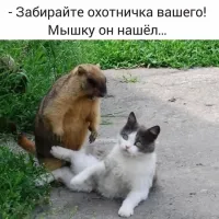 20 пушистых мышеловов, которые оттачивают охотничьи навыки и радуют глаз