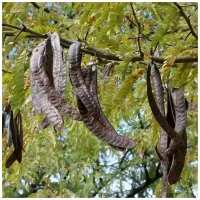 У нас ещё плоды гледчии употребляли. В стручках находились гладкие, твёрдые семена и кисло-сладкая мякоть. Называли мясом.