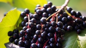 А как же черёмуха??? Её при Советском Союзе дети ели что на Дальнем Востоке, что в Латвии.
