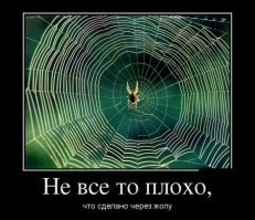 Членистоногий трудяга: на видео сняли залипательный процесс создания паутины