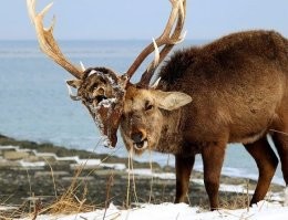 Олений гон — это безумие: рассмотрим подробно весь градус сумасшествия