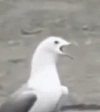 В кругу друзей хлеблом не щёлкай!