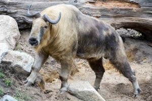 Если кто забыл погуглить "Кто такой Такин", то вот   :