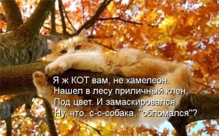 20 котиков, которые выбирают осенние цветы и создают нежные картины