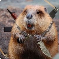 Тем временем польские бобры