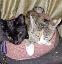 кошка отжала у кота свою лежанку, расположенную на её личном кресле.
да, её личном.
сначала просто улеглась на него, потом "хээээы..", потом "уууУУУ".
чёрная пантера нихрена не понял, и ушёл спать в другую лежанку.