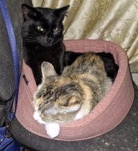 кошка отжала у кота свою лежанку, расположенную на её личном кресле.
да, её личном.
сначала просто улеглась на него, потом "хээээы..", потом "уууУУУ".
чёрная пантера нихрена не понял, и ушёл спать в другую лежанку.