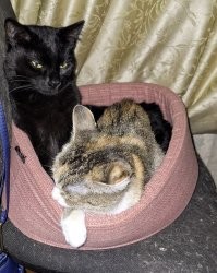кошка отжала у кота свою лежанку, расположенную на её личном кресле.
да, её личном.
сначала просто улеглась на него, потом "хээээы..", потом "уууУУУ".
чёрная пантера нихрена не понял, и ушёл спать в другую лежанку.