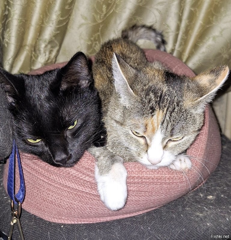 кошка отжала у кота свою лежанку, расположенную на её личном кресле.
да, её личном.
сначала просто улеглась на него, потом "хээээы..", потом "уууУУУ".
чёрная пантера нихрена не понял, и ушёл спать в другую лежанку.