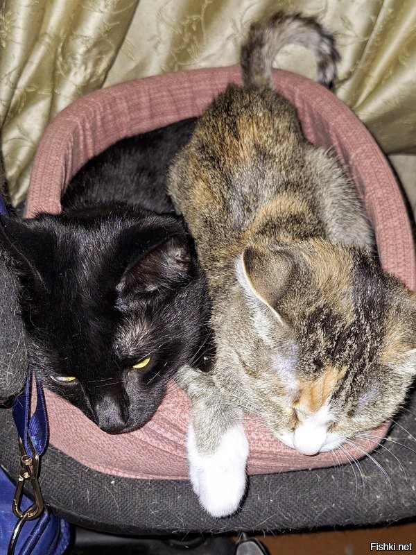кошка отжала у кота свою лежанку, расположенную на её личном кресле.
да, её личном.
сначала просто улеглась на него, потом "хээээы..", потом "уууУУУ".
чёрная пантера нихрена не понял, и ушёл спать в другую лежанку.