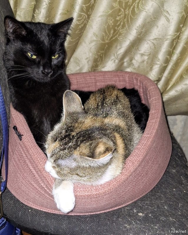кошка отжала у кота свою лежанку, расположенную на её личном кресле.
да, её личном.
сначала просто улеглась на него, потом "хээээы..", потом "уууУУУ".
чёрная пантера нихрена не понял, и ушёл спать в другую лежанку.