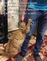 17 душевных фотографий "пап" и их усатых питомцев