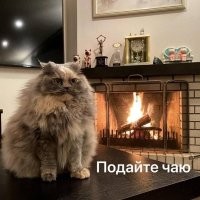 Кот выпросил еду у хозяина