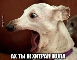 Собаки против мотоциклистов: игра, в которую можно играть вдвоем