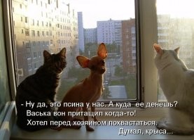 Почему маленькие собачки всегда злее больших?