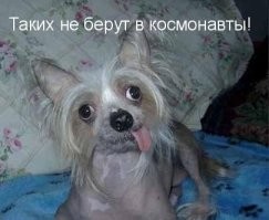 Почему маленькие собачки всегда злее больших?