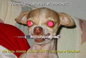 Почему маленькие собачки всегда злее больших?